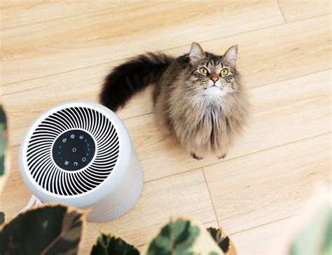 Will Air Purifier Help with Cat Allergies: Unraveling the Mysteries of Feline-Induced Sneezes